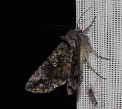 Syngrapha octoscripta