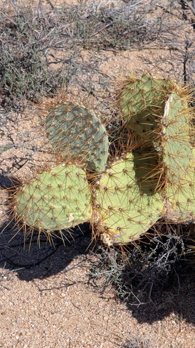 Image of Opuntia curvispina by (c) Andrew Dudley, some rights reserved (CC BY)