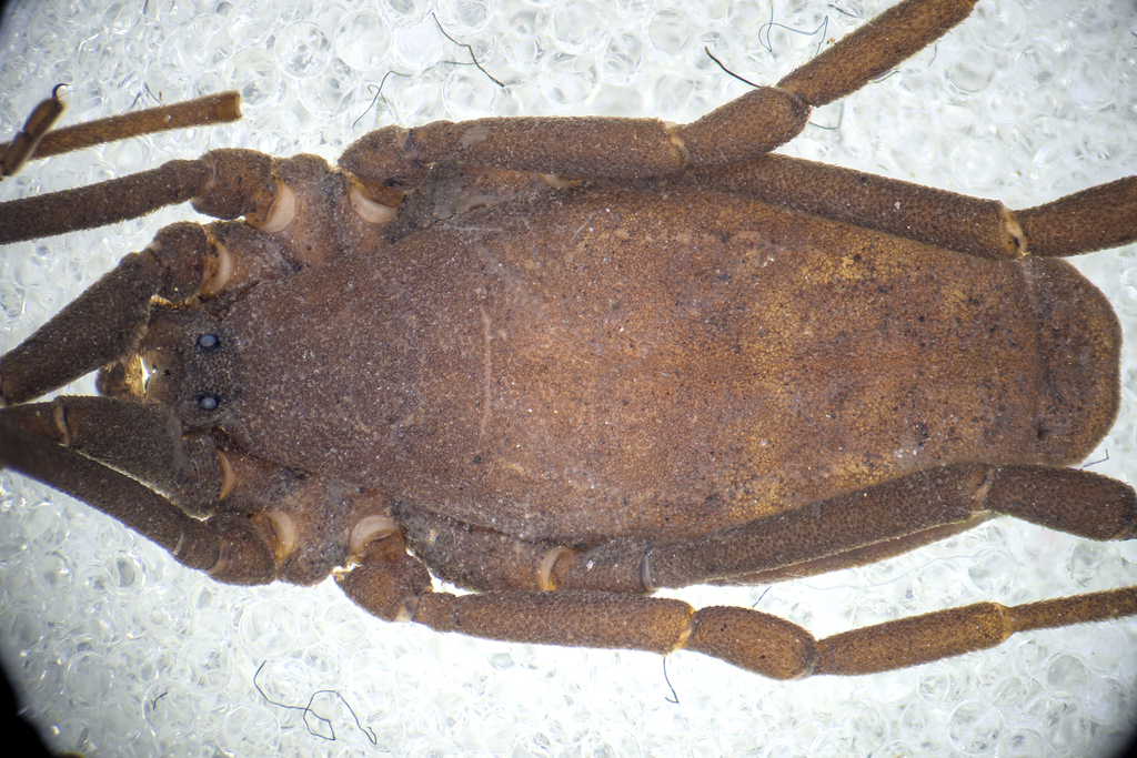 Trogulus tingiformis