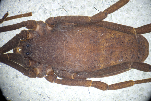 Trogulus tingiformis