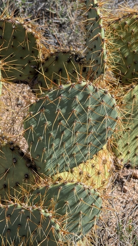Image of Opuntia curvispina by (c) Andrew Dudley, some rights reserved (CC BY)