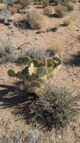 Image of Opuntia curvispina by (c) Andrew Dudley, some rights reserved (CC BY)