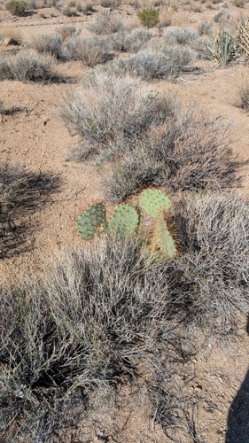 Opuntia curvispina, photograph 5