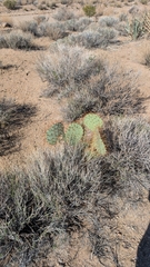 Opuntia curvispina, photograph (c) Andrew Dudley, some rights reserved (CC BY)