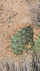 Opuntia curvispina, photograph (c) Andrew Dudley, some rights reserved (CC BY)