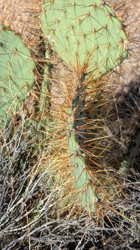 Image of Opuntia curvispina by (c) Andrew Dudley, some rights reserved (CC BY)