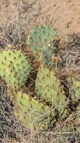 Searchlight Pricklypear (Opuntia curvispina)
