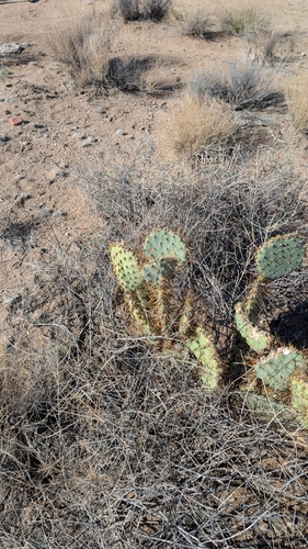 Image of Opuntia curvispina by (c) Andrew Dudley, some rights reserved (CC BY)
