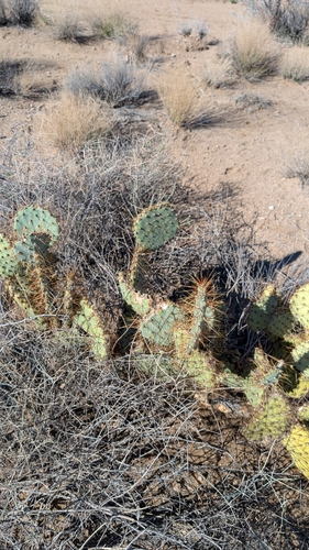 Opuntia curvispina, photograph 3