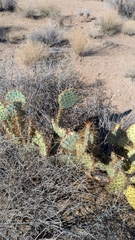 Opuntia curvispina, photograph (c) Andrew Dudley, some rights reserved (CC BY)