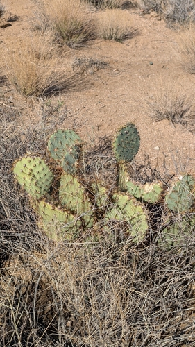 Opuntia curvispina, photograph 4