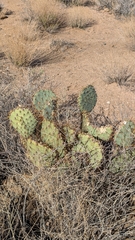Opuntia curvispina, photograph (c) Andrew Dudley, some rights reserved (CC BY)