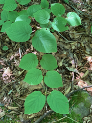 Viburnum lantanoides