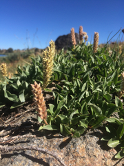 Salix petrophila