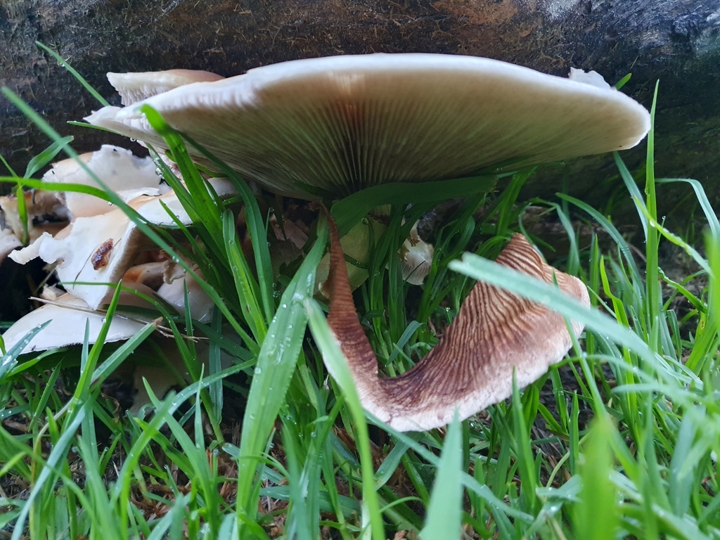 Cyclocybe parasitica · April 2025 · photo: © corli (iNaturalist, cc-by)