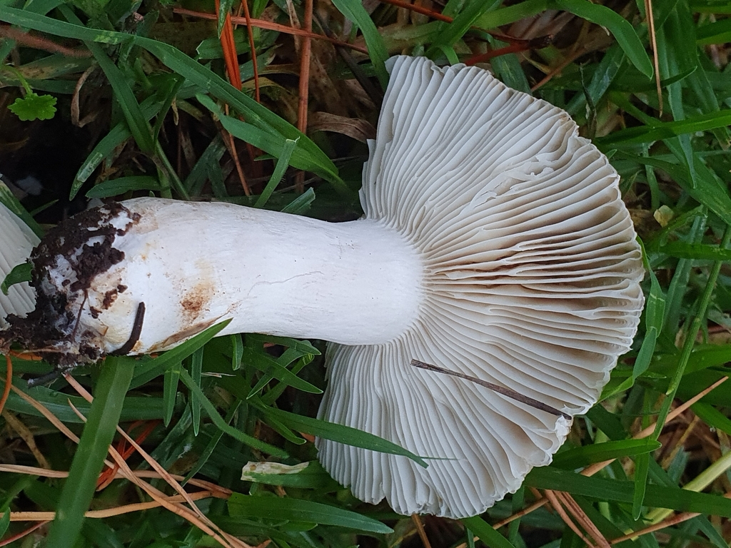 Russula amoenolens · April 2025 · photo: © corli (iNaturalist, cc-by)