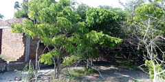Hippomane mancinella