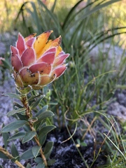 Liparia splendens comantha