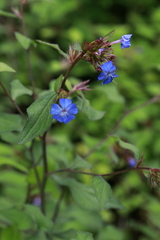 Ceratostigma