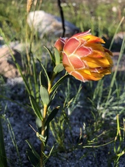 Liparia splendens comantha