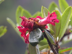 Rhododendron arboreum