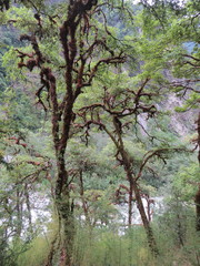 Rhododendron arboreum