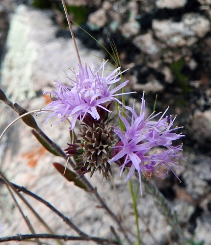 Arizona monardella (Monardella arizonica)