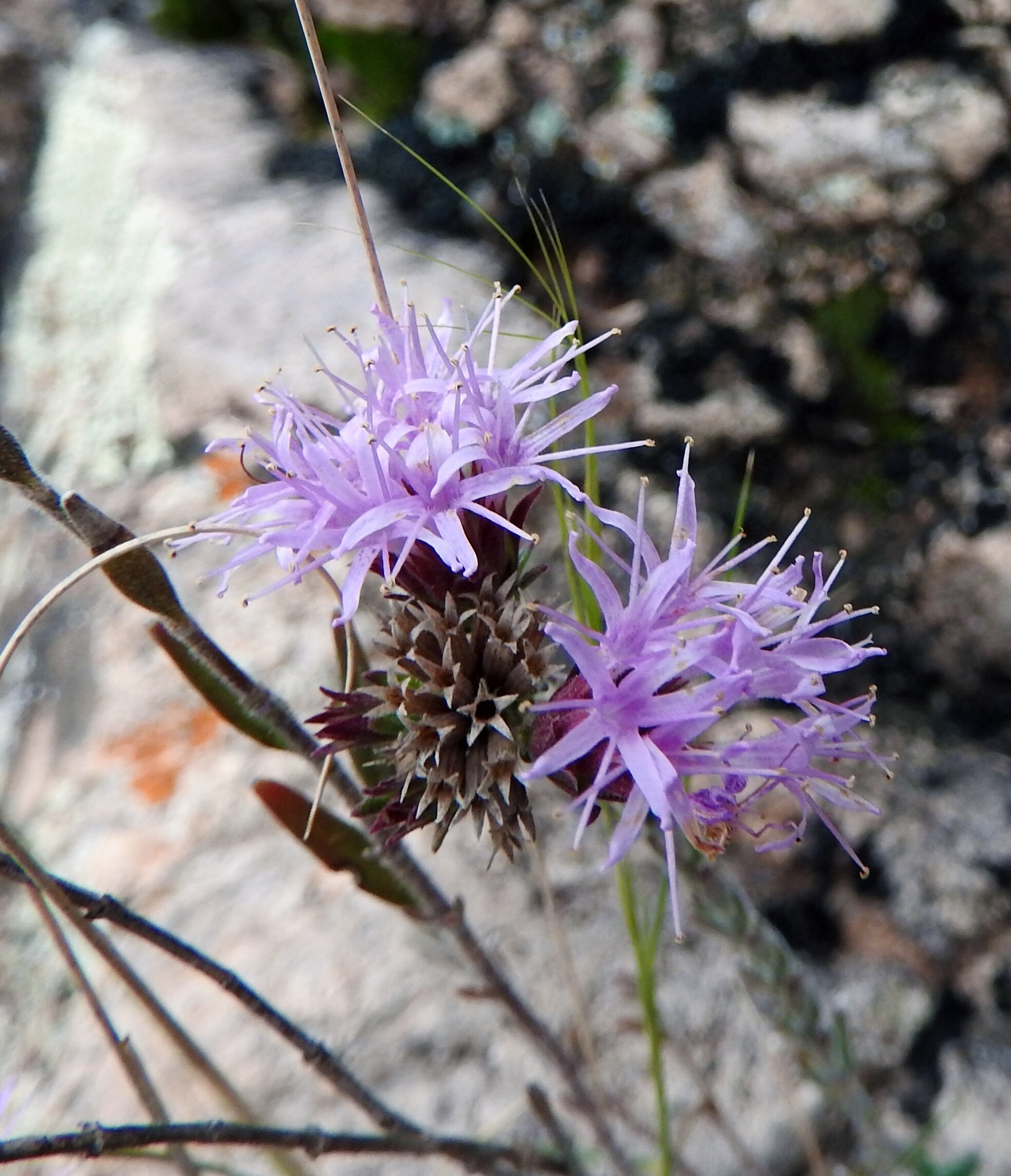 Monardella arizonica