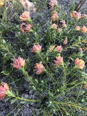 Liparia splendens comantha