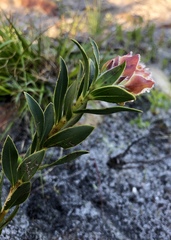 Liparia splendens comantha