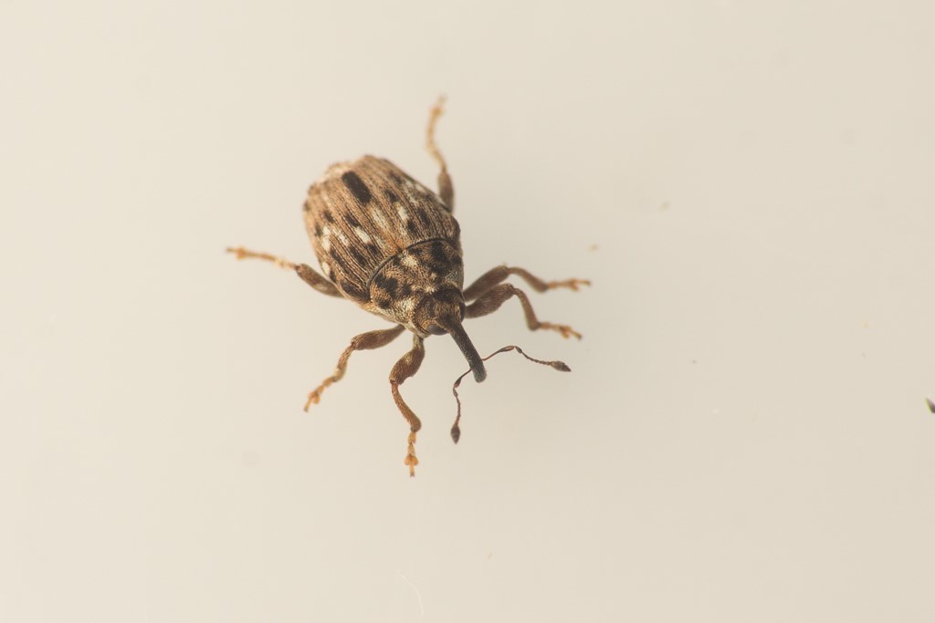 Microplontus rugulosus