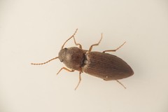 Agriotes obscurus