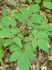 Fraxinus americana