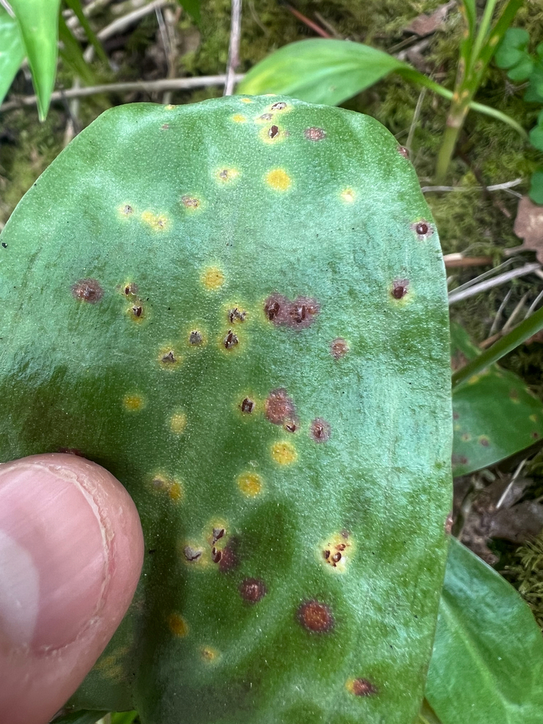 Uromyces heterodermus