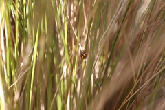 Coccinella leonina