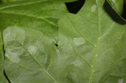 Aceria macrocheluserinea