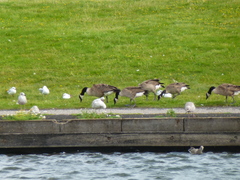 Branta canadensis