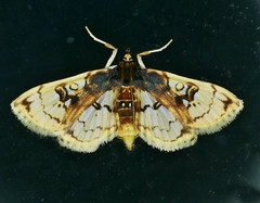 Compacta hirtalis