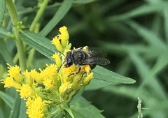 Colletes simulans armatus