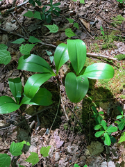 Clintonia borealis