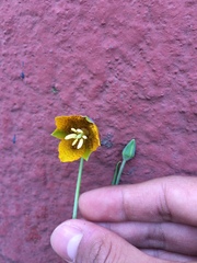Calochortus barbatus