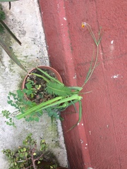 Calochortus barbatus
