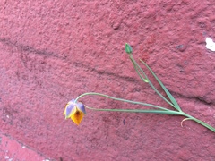 Calochortus barbatus