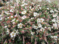 Cotoneaster microphyllus