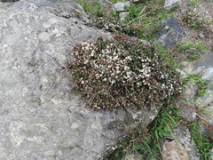 Cotoneaster microphyllus