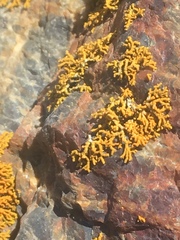 Polycauliona coralloides