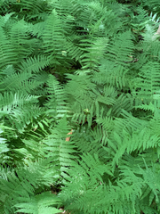 Amauropelta noveboracensis image