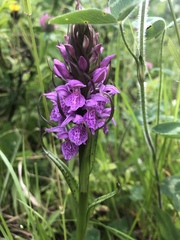 Dactylorhiza praetermissa junialis