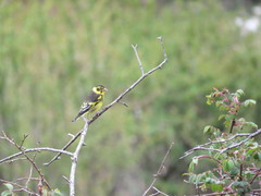 Chloris spinoides