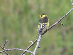 Chloris spinoides